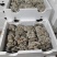 内蒙多伦反季节种植基地平菇销售，价格随行情，欢迎老板骚扰