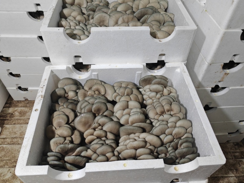 内蒙多伦反季节种植基地平菇销售，价格随行情，欢迎老板骚扰