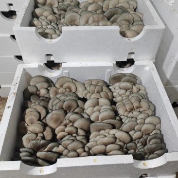 内蒙多伦反季节种植基地平菇销售，价格随行情，欢迎老板骚扰