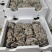 内蒙多伦反季节种植基地平菇销售，价格随行情，欢迎老板骚扰
