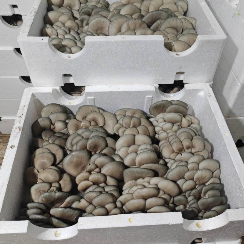 内蒙多伦反季节种植基地平菇销售，价格随行情，欢迎老板骚扰