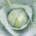 胞包菜