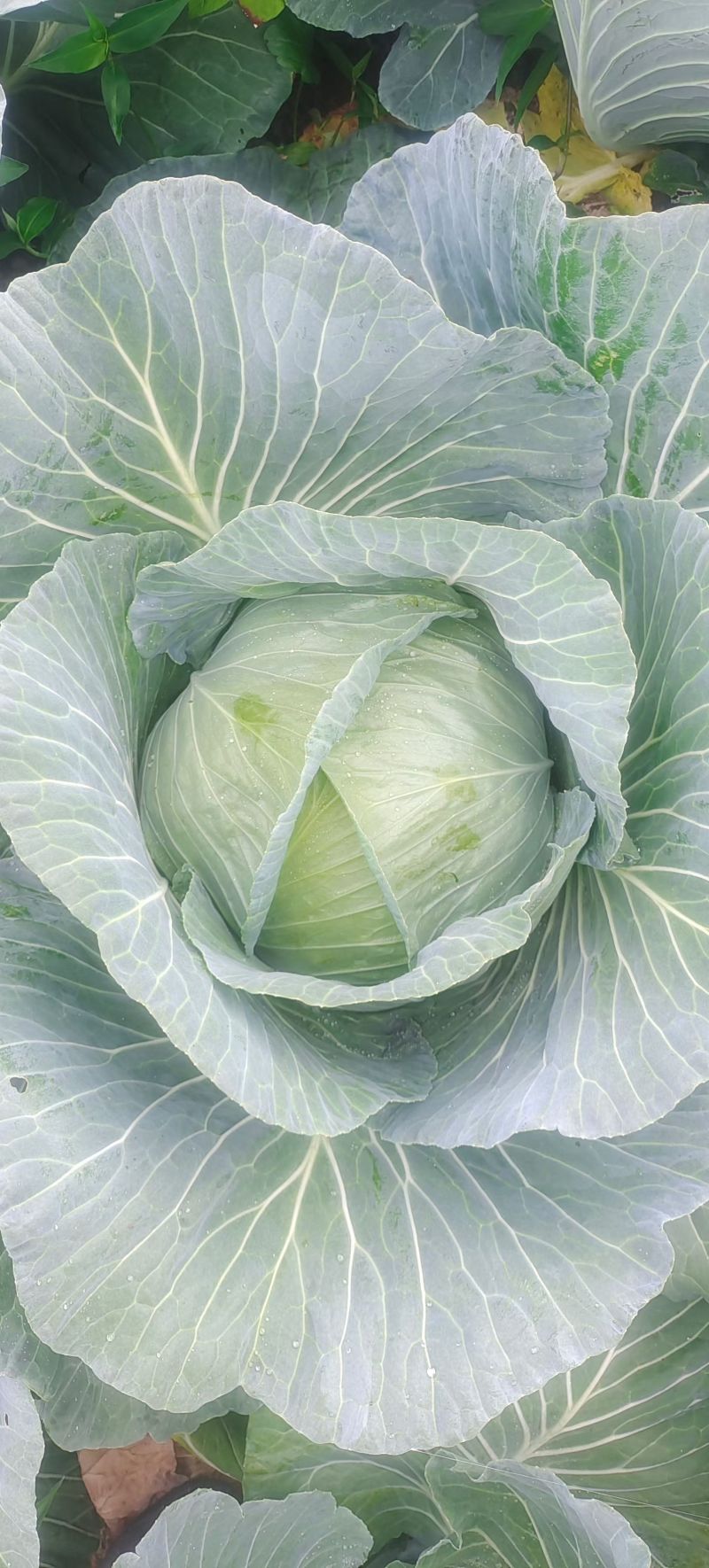 胞包菜