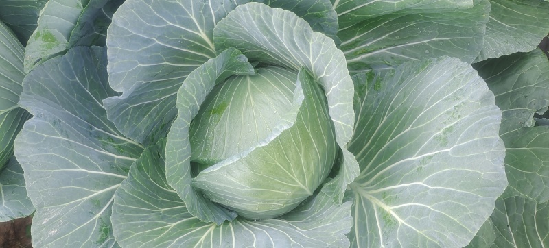 胞包菜