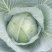 胞包菜