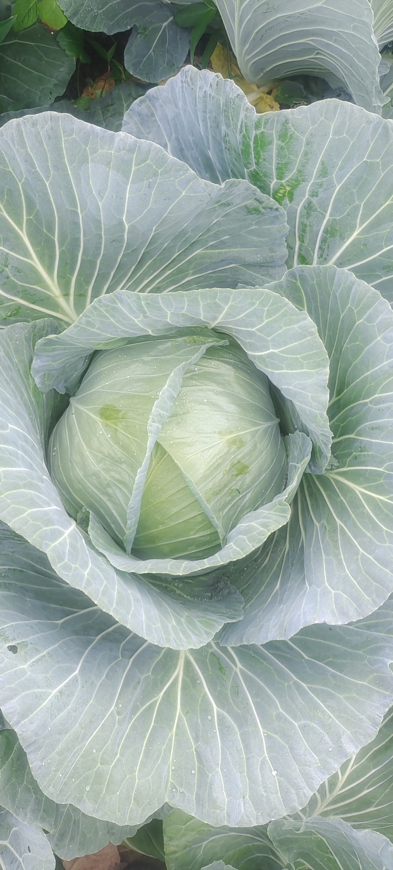 胞包菜