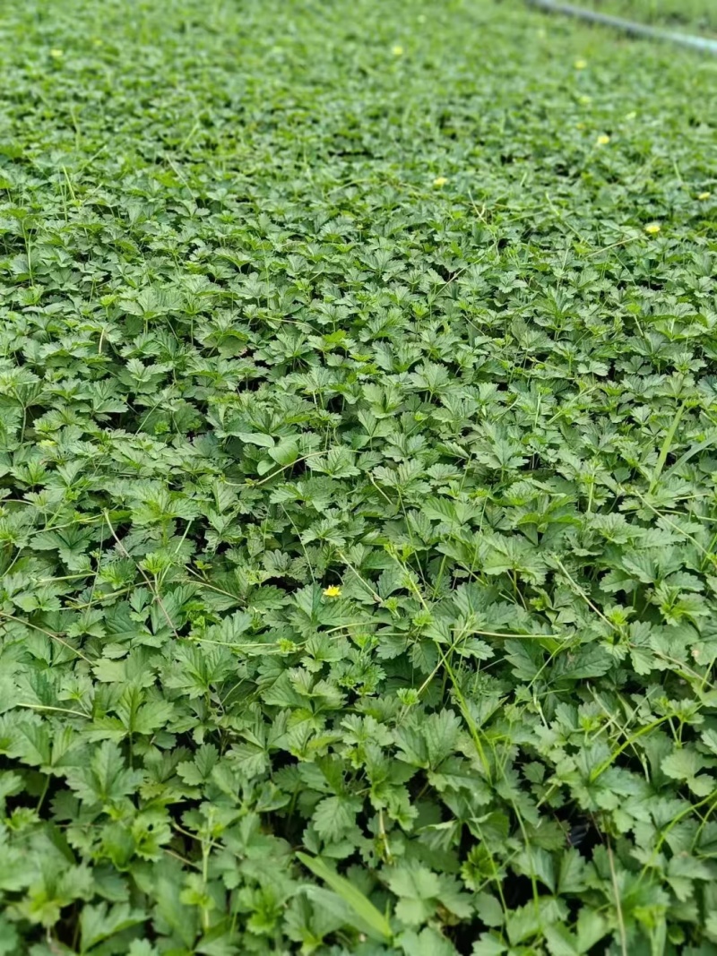 中药材蛇莓小杯量大，价优，欢迎来一亩田采购