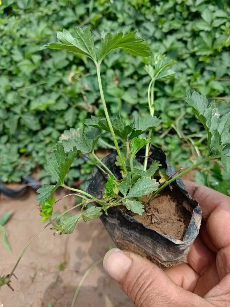 中药材蛇莓小杯量大，价优，欢迎来一亩田采购