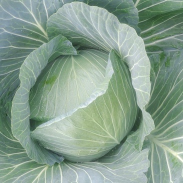 胞包菜