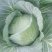 胞包菜