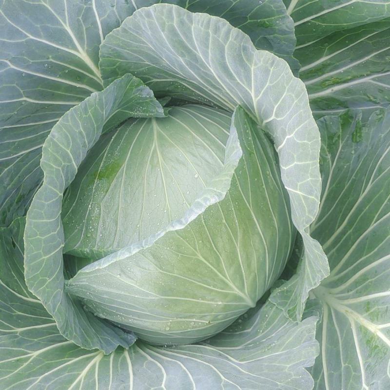 胞包菜
