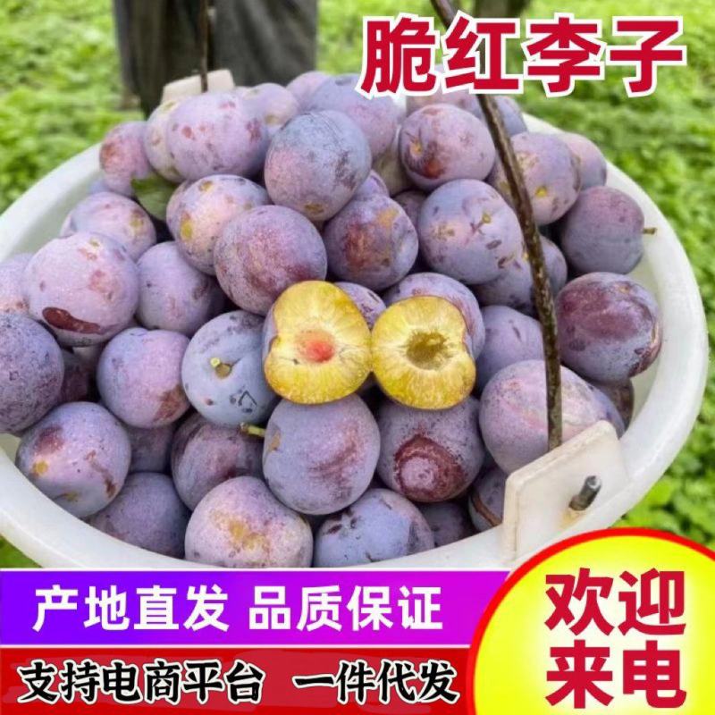四川脆红李脱骨李大量上市支持电商一件代发