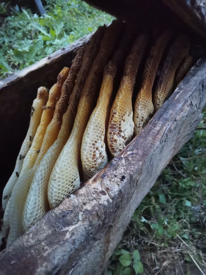 土蜂蜜