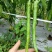 二荆条辣椒，高山货，质量好，价格美。