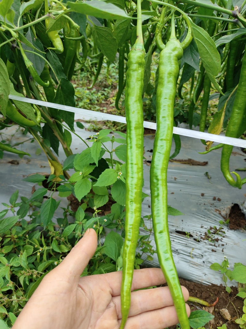 二荆条辣椒，高山货，质量好，价格美。