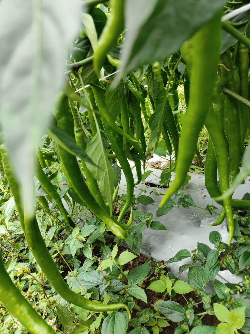 二荆条辣椒，高山货，质量好，价格美。