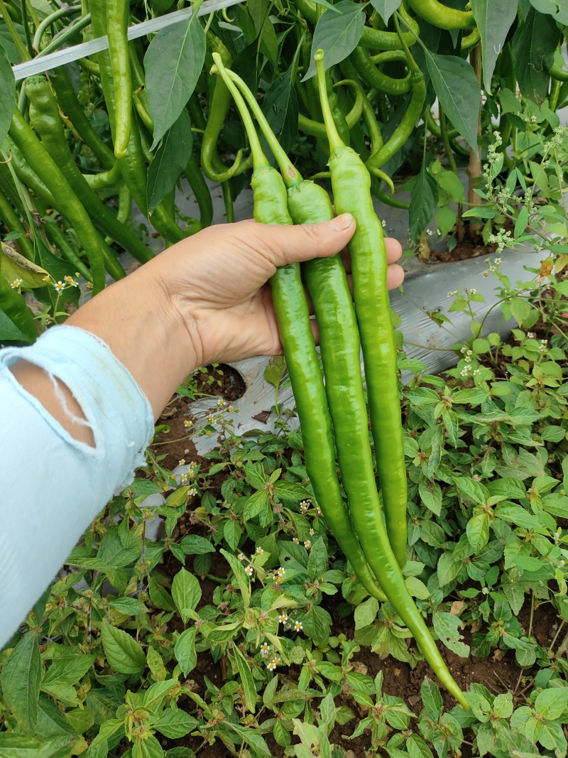 二荆条辣椒，高山货，质量好，价格美。