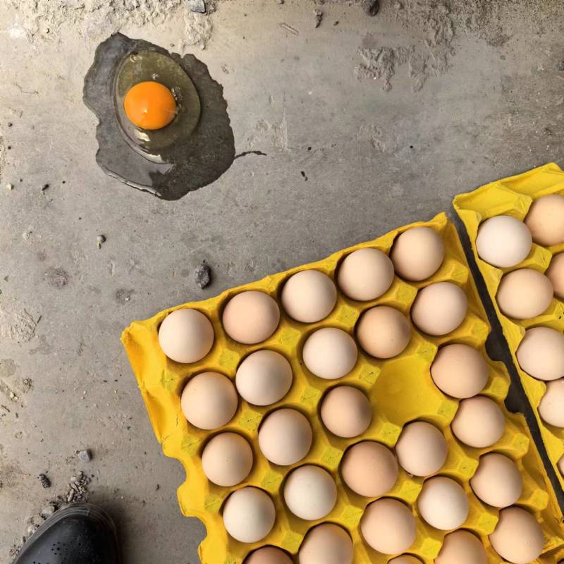 鸡蛋，粉壳单，绿壳蛋本公司常年销售粉壳，绿壳，全码数单色