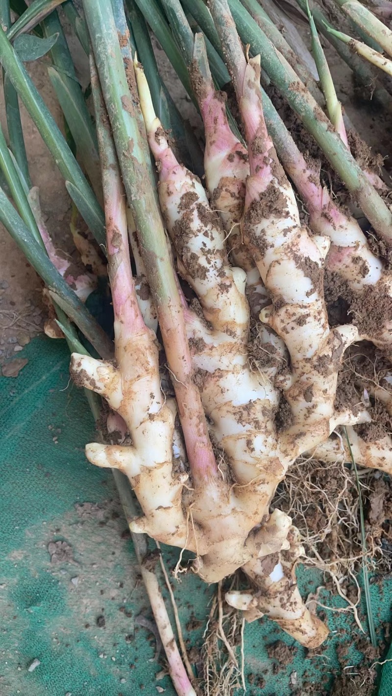 百亩子姜