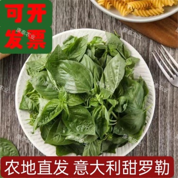 新鲜大叶甜罗勒叶食用披萨草意大利绿叶罗勒酱调料青酱西餐调