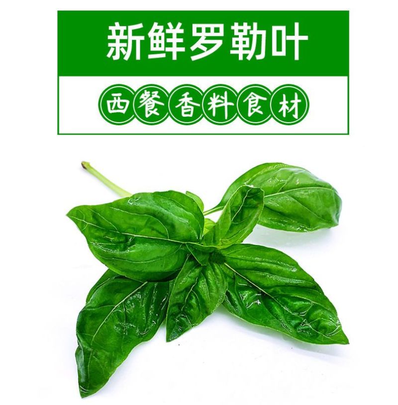 新鲜大叶甜罗勒叶食用披萨草意大利绿叶罗勒酱调料青酱西餐调