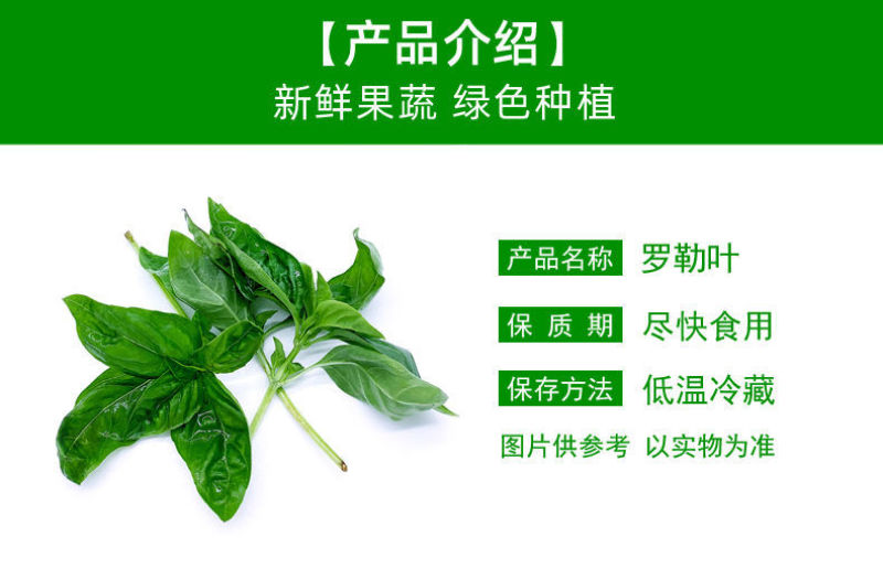 新鲜大叶甜罗勒叶食用披萨草意大利绿叶罗勒酱调料青酱西餐调