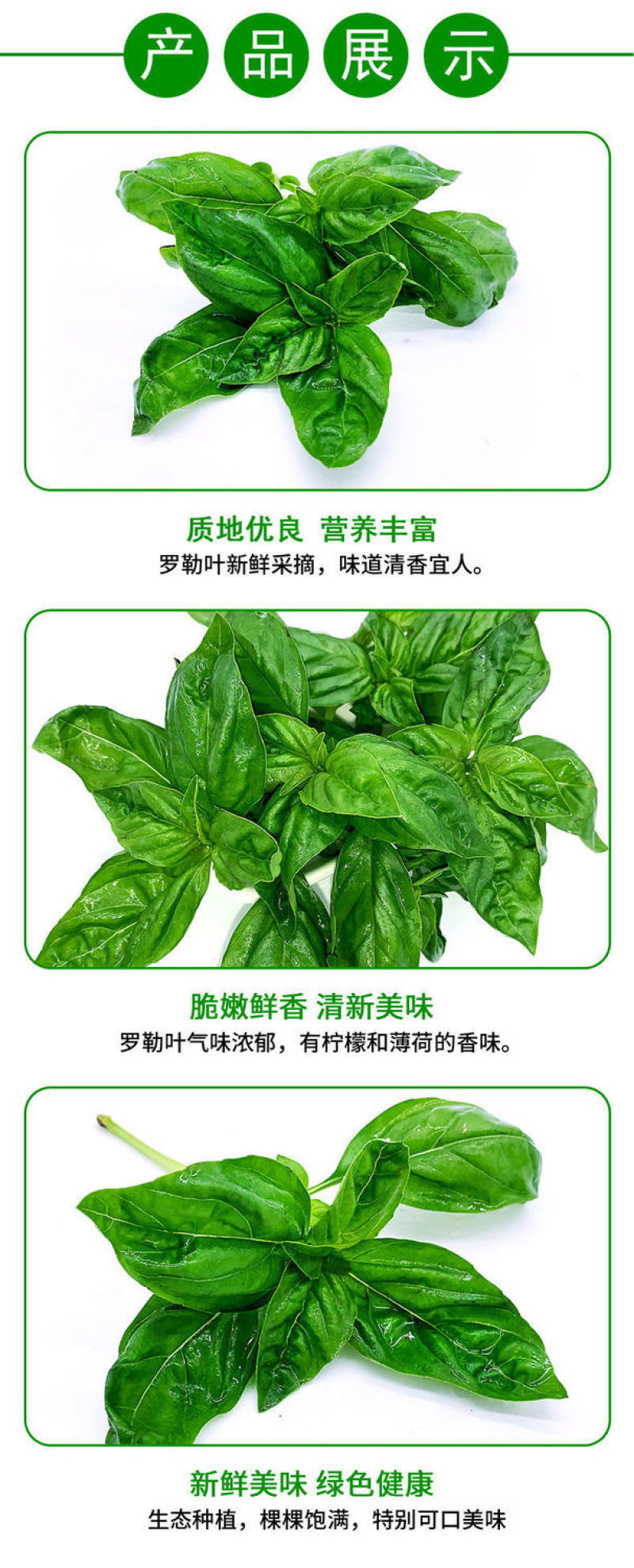 新鲜大叶甜罗勒叶食用披萨草意大利绿叶罗勒酱调料青酱西餐调