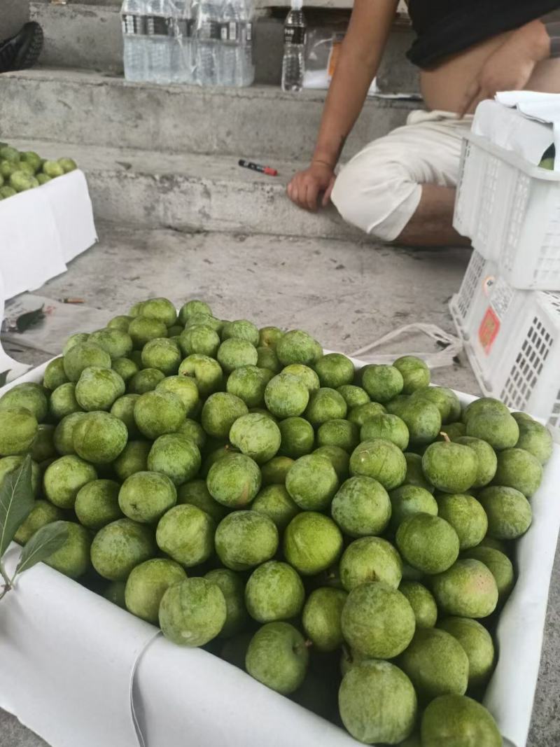 四川茂县青脆李大量上市出货一手货源批发品质保证价格便宜！