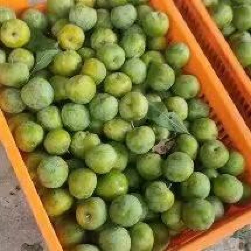 四川茂县青脆李大量上市出货一手货源批发品质保证价格便宜！