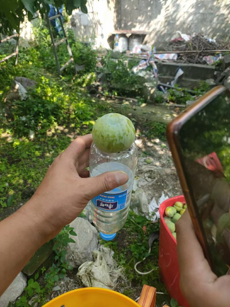 四川茂县青脆李大量上市出货一手货源批发品质保证价格便宜！