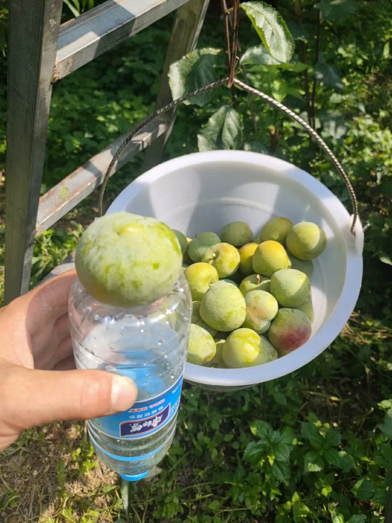 四川茂县青脆李大量上市出货一手货源批发品质保证价格便宜！