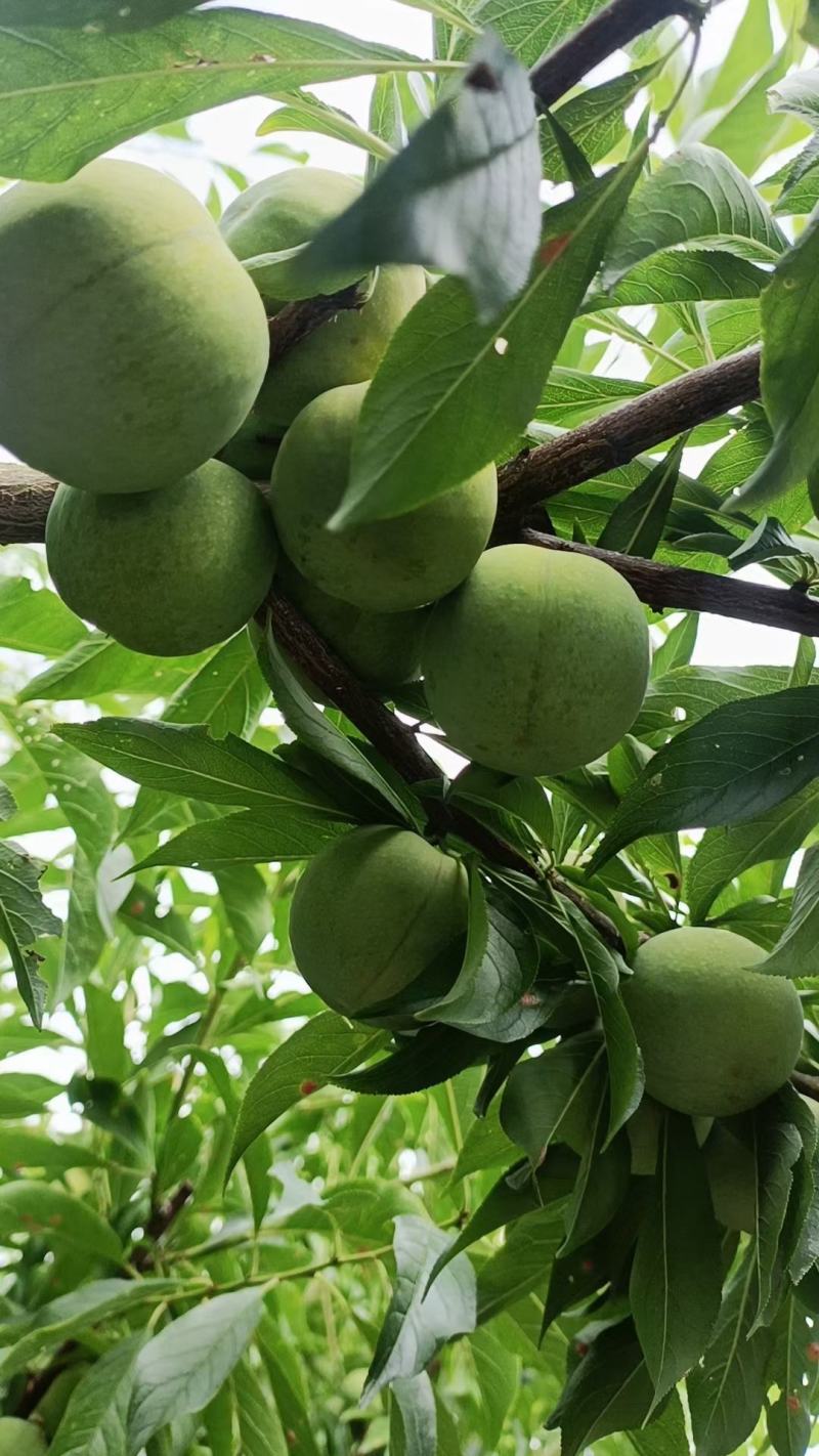 四川茂县青脆李大量上市出货一手货源批发品质保证价格便宜！