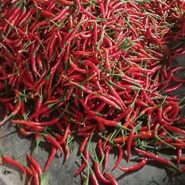 艳红辣椒，基地出售。欢迎批发市场联系我