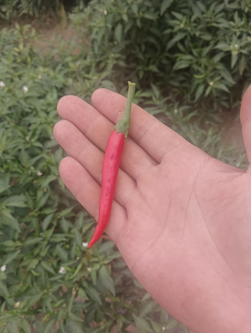 艳红辣椒，基地出售。欢迎批发市场联系我