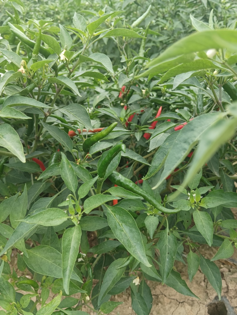 艳红辣椒，基地出售。欢迎批发市场联系我