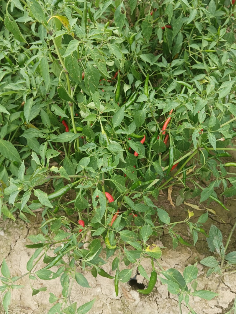 艳红辣椒，基地出售。欢迎批发市场联系我