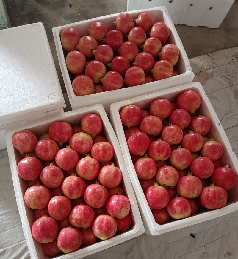 精品果8两起，对接商超批发商。定制装箱，一件代发。