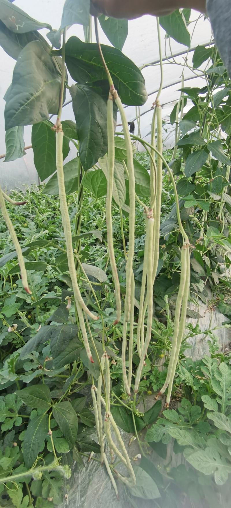 白豇豆种子将军一点红厚肉型红嘴白豇豆顺直匀称品质好