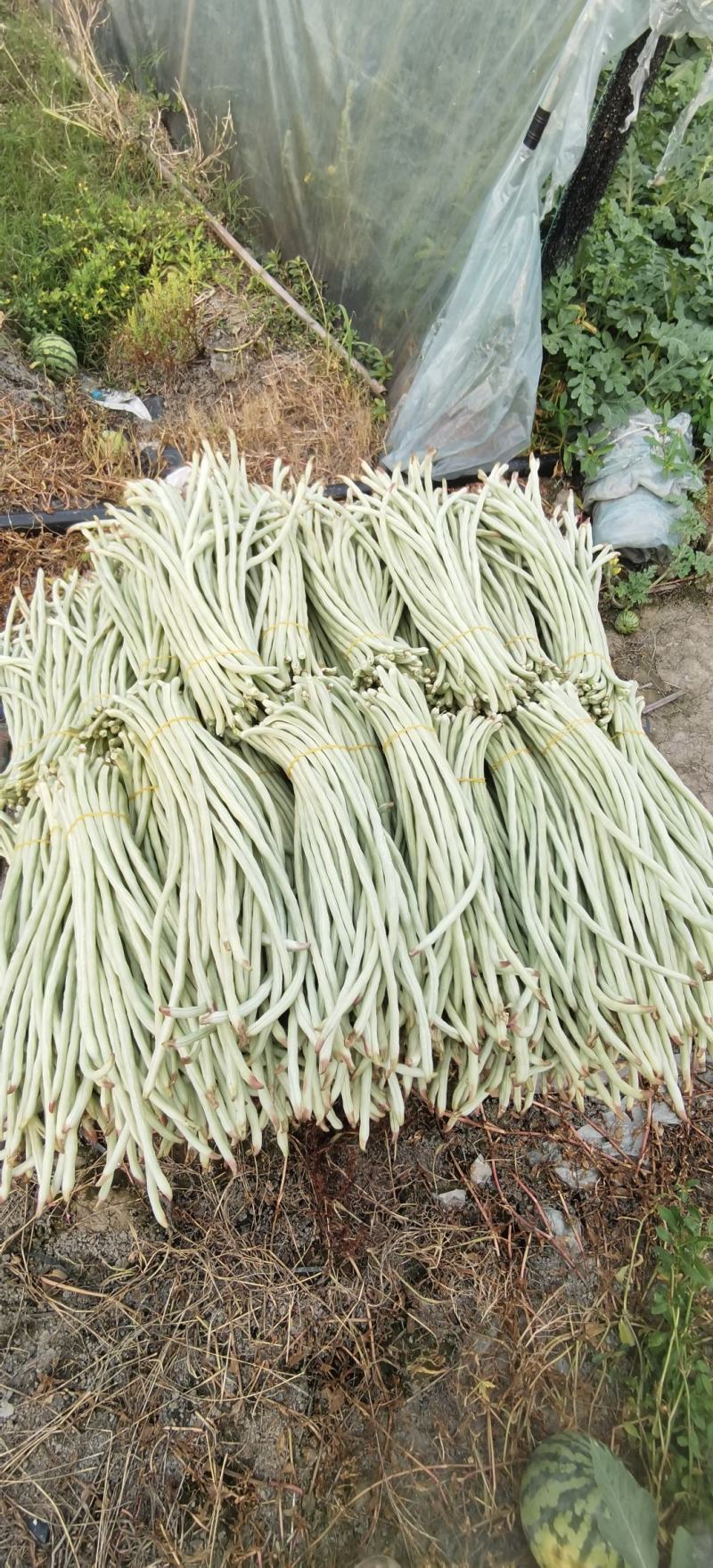 白豇豆种子将军一点红厚肉型红嘴白豇豆顺直匀称品质好