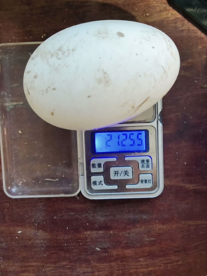 三花鹅种蛋杂交鹅种蛋狮头种蛋灰鹅种蛋食用蛋