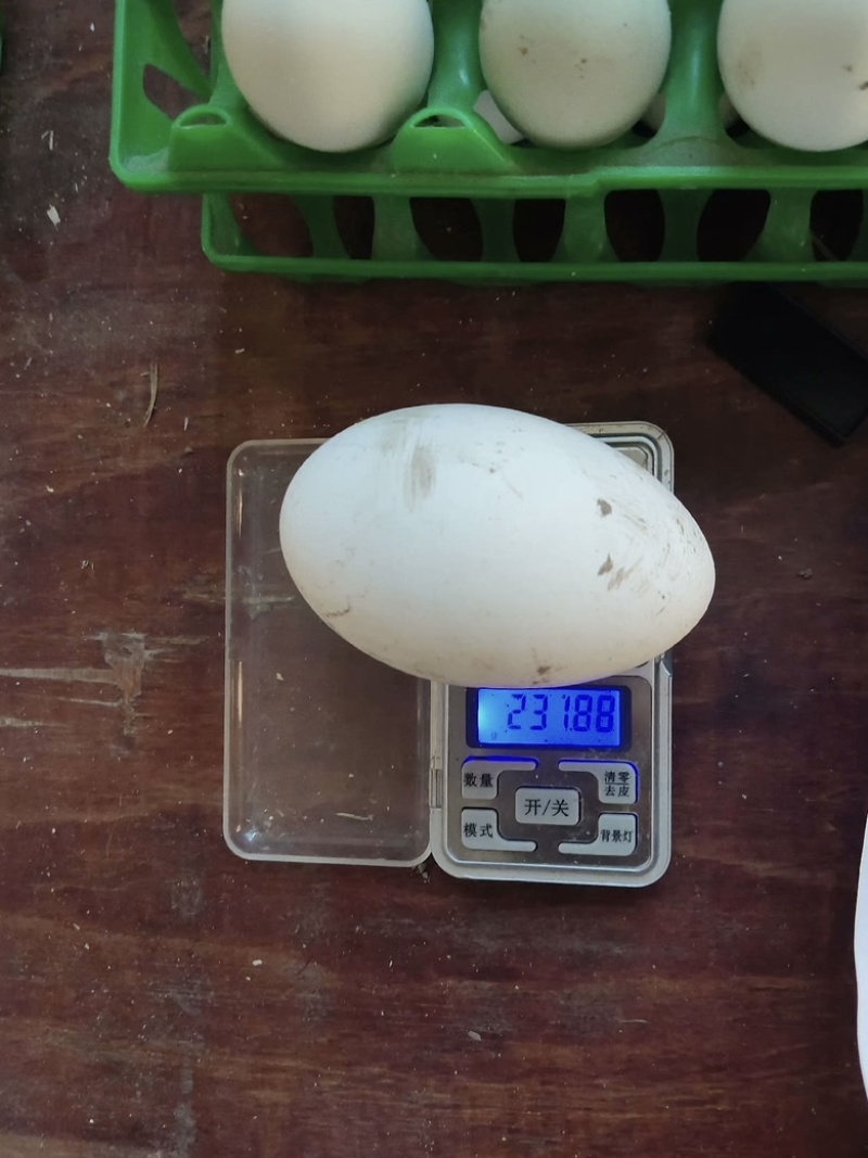 三花鹅种蛋杂交鹅种蛋狮头种蛋灰鹅种蛋食用蛋