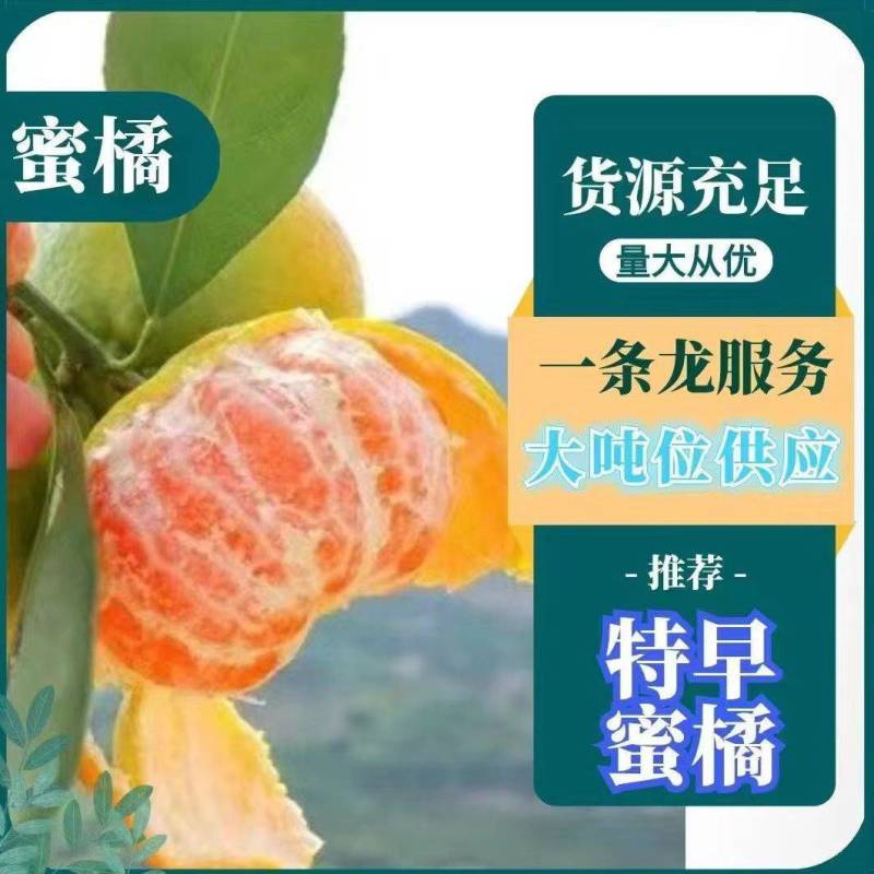 【特早蜜橘】无籽薄皮多汁，果型扁平光滑，口感甜产地直发