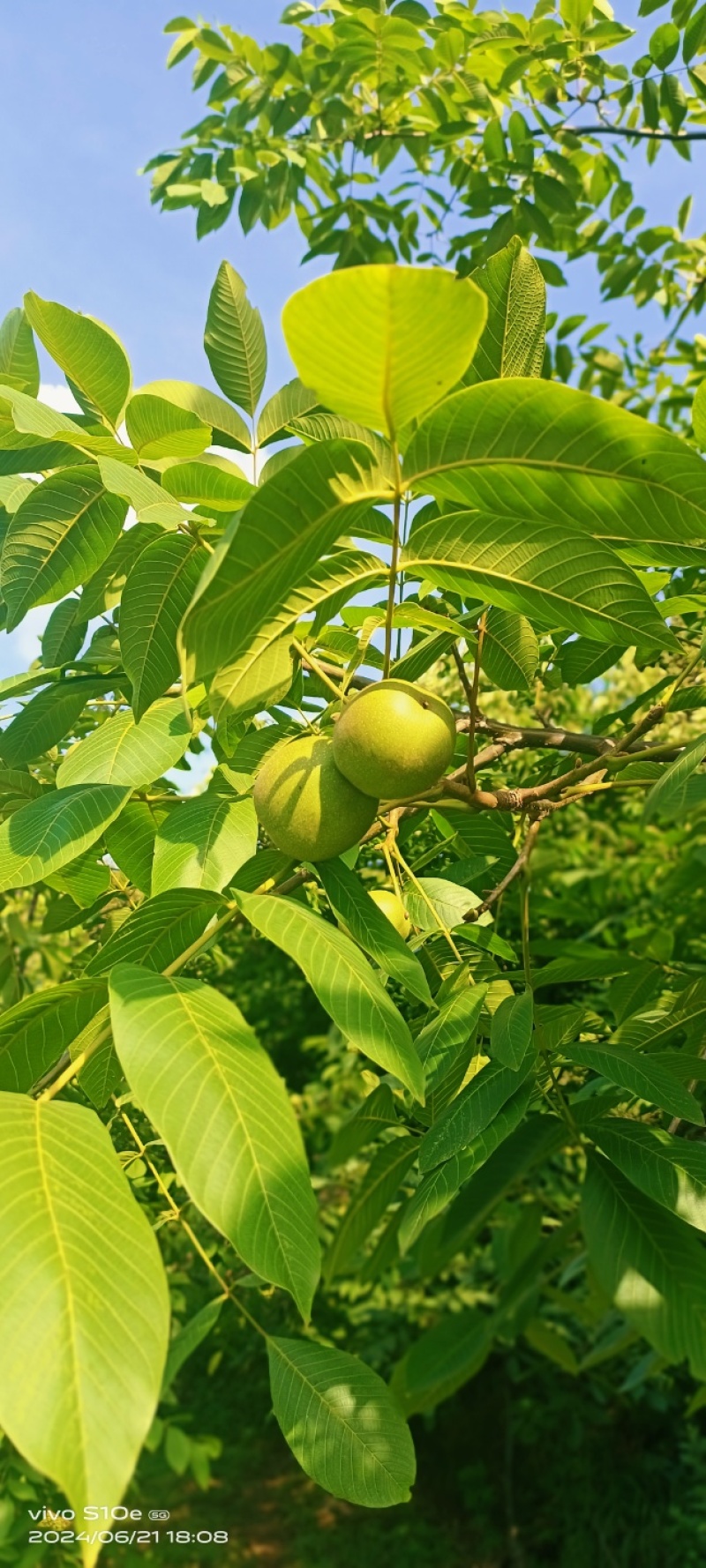 四川凉山德昌县去皮核桃泡核桃产地直供批发