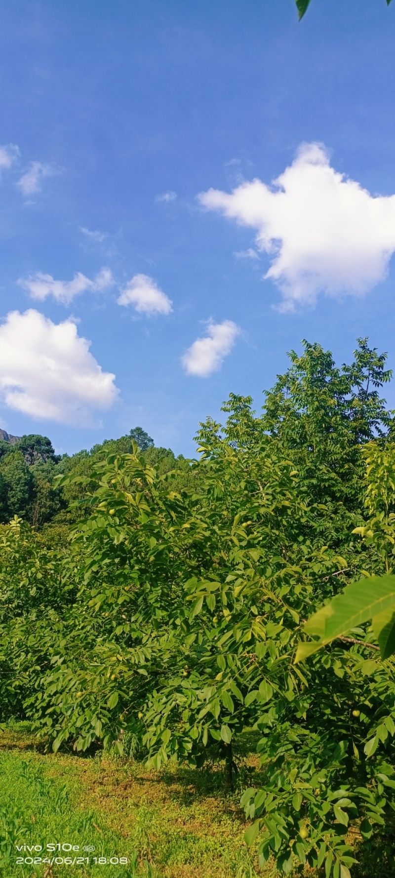 四川凉山德昌县去皮核桃泡核桃产地直供批发