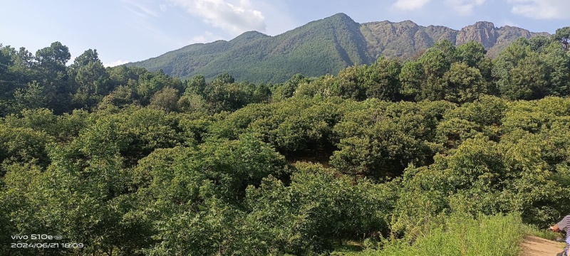 四川凉山德昌县去皮核桃泡核桃产地直供批发