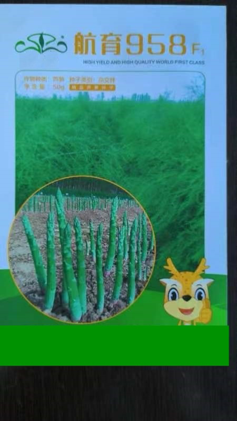 芦笋种子航育958丰产粗壮抗病顺直耐高温