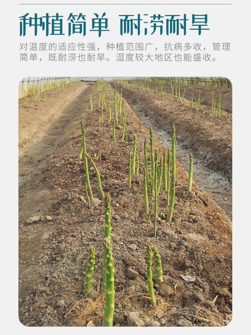 芦笋种子航育958丰产粗壮抗病顺直耐高温
