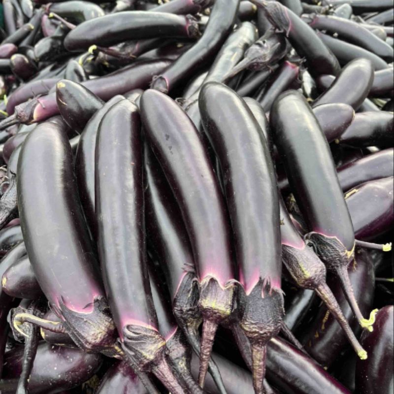 大量批发长茄🍆