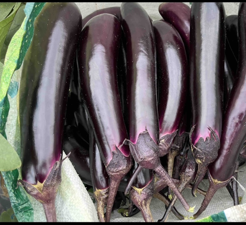 大量批发长茄🍆