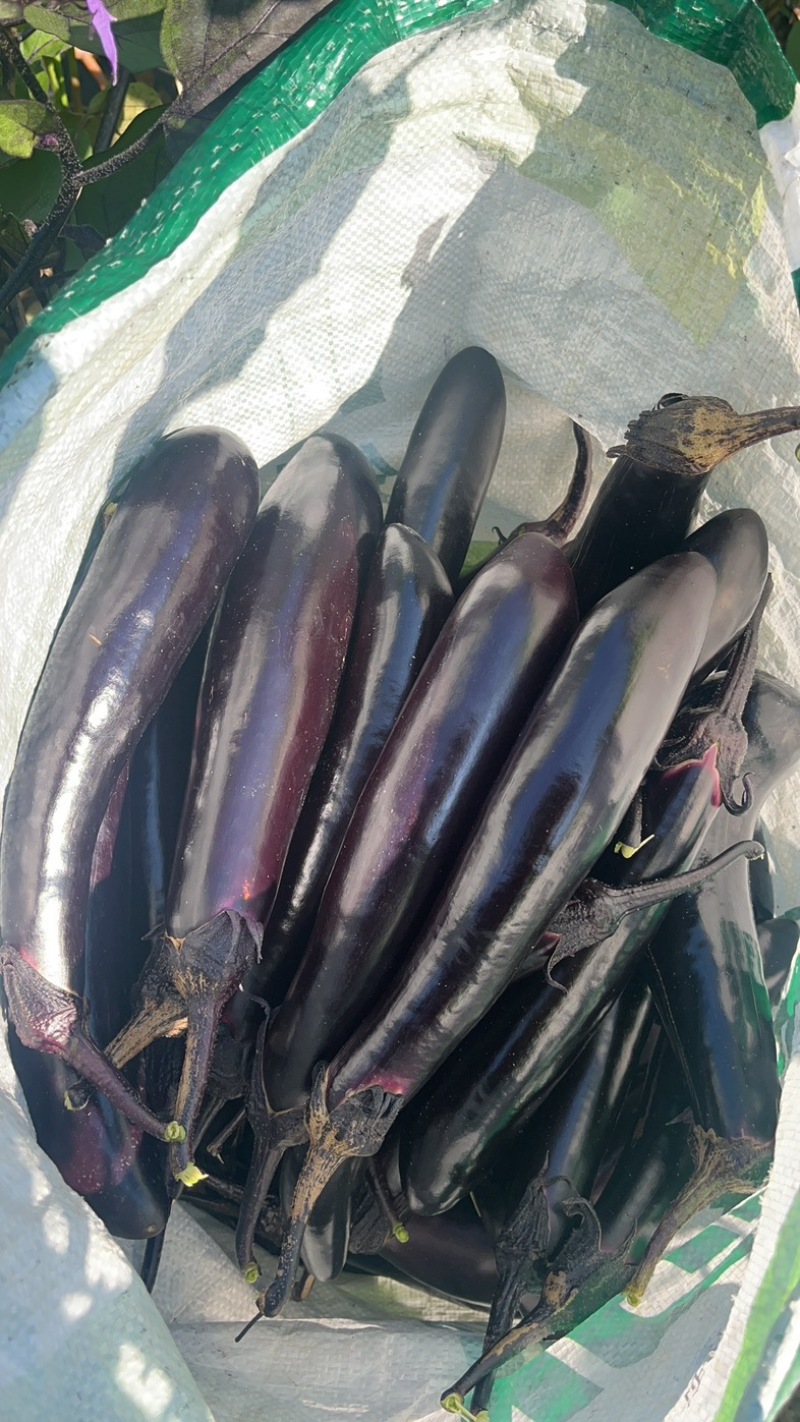 大量批发长茄🍆